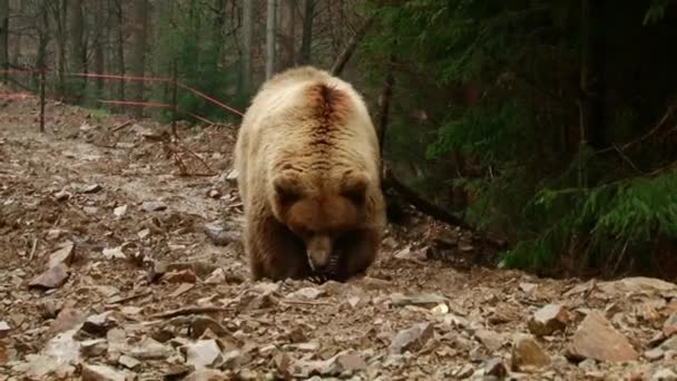 Les ours bruns jouent dans la réserve — Video