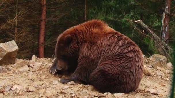 Braunbären spielen in der Reserve — Stockvideo