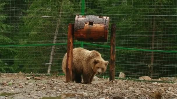 Ruskeat karhut pelaavat reservissä — kuvapankkivideo