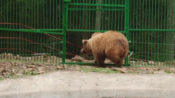 Бурі ведмеді грати в заповіднику — стокове відео