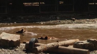 Kahverengi ayılar gölet yedekte oynamak