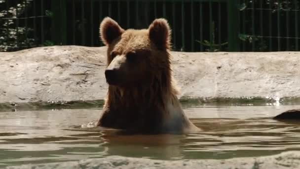 Ursos castanhos jogam na reserva na lagoa — Vídeo de Stock