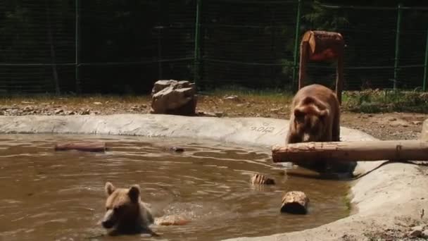 Medvědi hnědí hrát v záloze v rybníku — Stock video