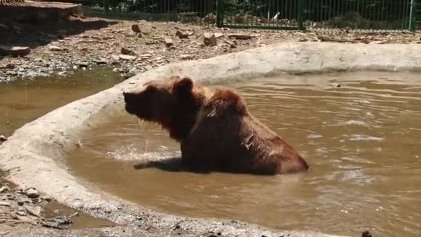 Καφέ αρκούδες παίζουν στο αποθεματικό στη λίμνη — Αρχείο Βίντεο