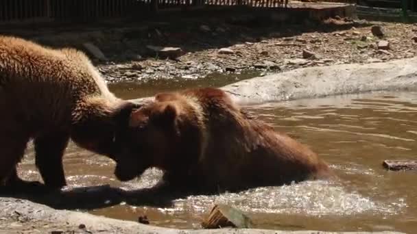 Καφέ αρκούδες παίζουν στο αποθεματικό στη λίμνη — Αρχείο Βίντεο
