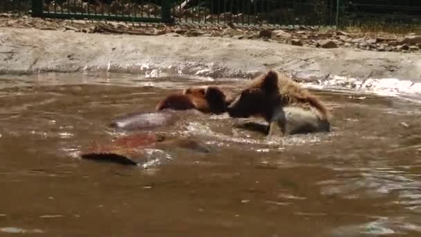 Kahverengi ayılar gölet yedekte oynamak — Stok video