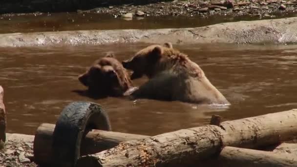 Ursos castanhos jogam na reserva na lagoa — Vídeo de Stock