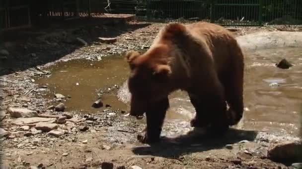 Medvědi Hnědí Hrají Rezervaci — Stock video
