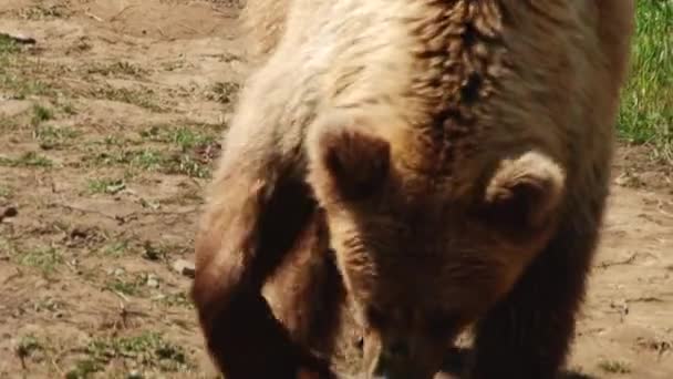 Les ours bruns jouent dans la réserve 