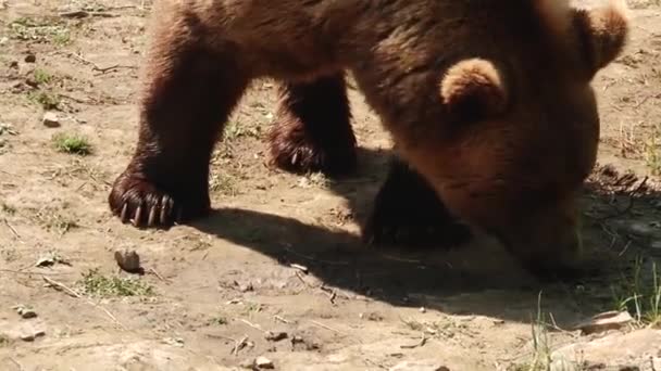 Καφέ αρκούδες παίζουν στο αποθεματικό — Αρχείο Βίντεο