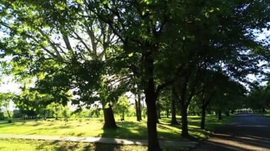 Güneş ışınları yine de park ağaçlarda Parlatıcı
