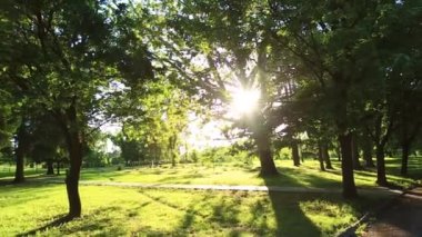 Güneş ışınları yine de park ağaçlarda Parlatıcı