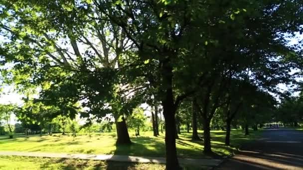 Os raios solares brilham embora as árvores no parque — Vídeo de Stock