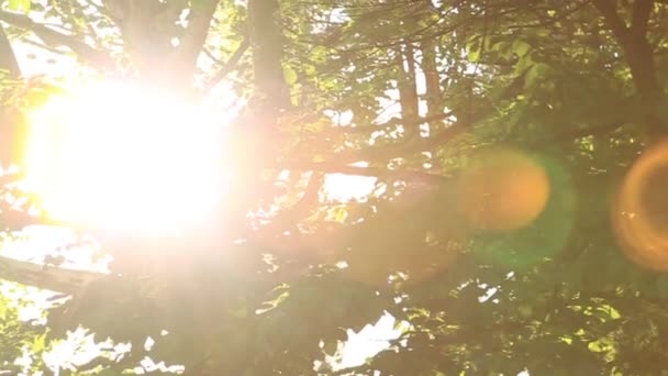 Солнечные лучи светят сквозь деревья в парке — стоковое видео