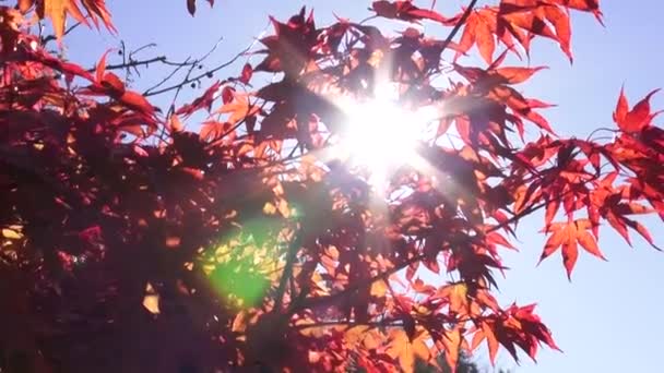 Rayos de sol brillan a través de árboles en parque — Vídeo de stock
