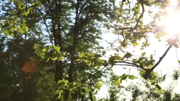 La naturaleza en toda su belleza. parques de verano. Agua, cielo y hojas — Vídeo de stock