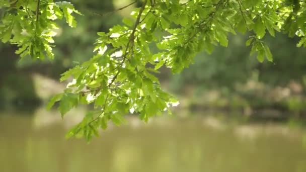 自然の美しさ。夏の公園。水、空、葉 — ストック動画