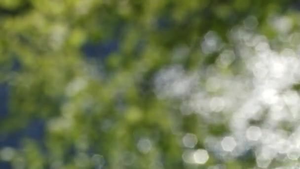 Natuur in al haar schoonheid. zomer parken. Water, lucht en blaadjes — Stockvideo