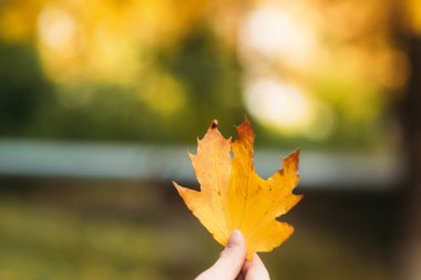 Uğur böceği ob sarı bırakır. Sonbahar sonbahar. güneşli havalarda