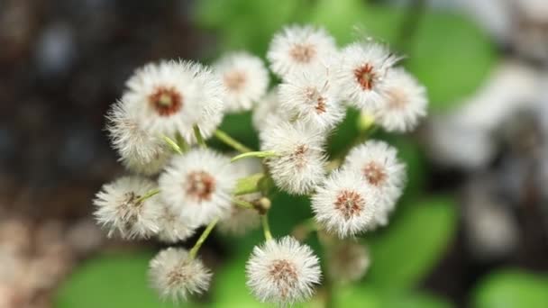 Bloeiende boom in de lente tijd witte ree in park — Stockvideo