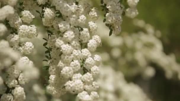 Blommande träd i vårens tid vit ree i park — Stockvideo