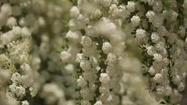 Árbol floreciente en primavera ree blanco en el parque — Vídeos de Stock