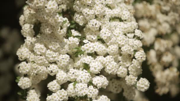 公園春時間の白中の希土類元素に咲く木 — ストック動画