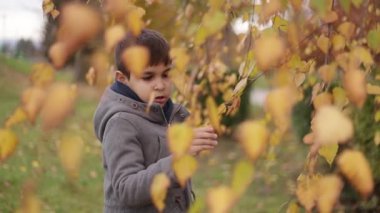 Sonbaharda huş yakınındaki çocuk kalmak. Mutlu çocuk parkta yürüyüş. Sarı ağaç