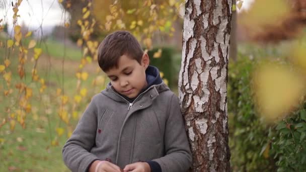 Dítě pobyt nedaleko břízy na podzim. Šťastný chlapec procházky v parku. Žlutý strom — Stock video