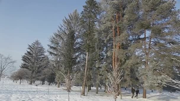 Par på bakgrund av en stor rorest. Vinter humör — Stockvideo