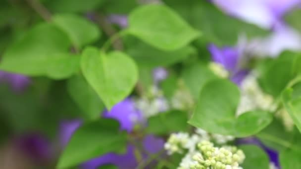 Decoração de casamento fora. Tempo de primavera. Flores e balões — Vídeo de Stock