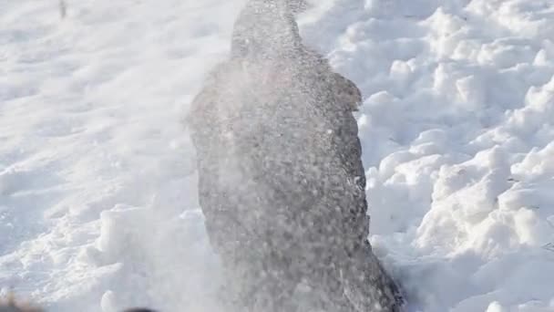 A loving couple in fairy-tale winter weather plays snowballs. slow motion — Stock Video