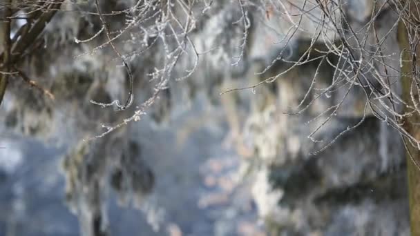 Pareja feliz juegan juntos durante las vacaciones de invierno vocación fuera en el parque de nieve. ellos corren y saltan — Vídeos de Stock