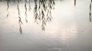Islak ağaç dalı ve sağanak kapatın. Yeşil ağaç yağmurun arka plan bulanık. Sağanak sırasında orman dalında bırakarak su. Sonbahar yağmur