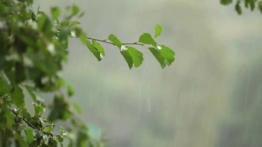 Islak ağaç dalı ve sağanak kapatın. Yeşil ağaç yağmurun arka plan bulanık. Sağanak sırasında orman dalında bırakarak su. Sonbahar yağmur