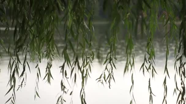 Bliska mokre drzewo gałąź i ulewa. Zielone drzewo w niewyraźne tło deszczu. Woda spada na oddział w lesie podczas ulewy. Jesienny deszcz — Wideo stockowe