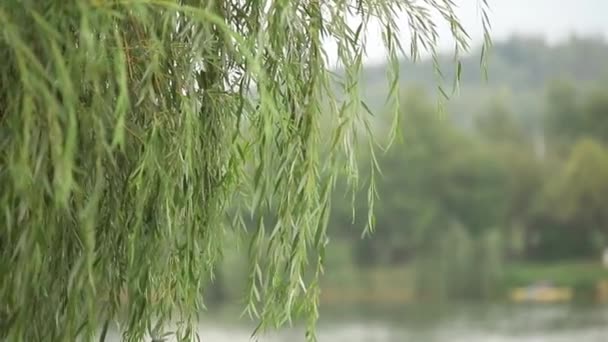 Κλείνουν βρεγμένο κλαδί και νεροποντή. Πράσινο δέντρο σε θολή φόντο της βροχής. Ρίψη σε υποκατάστημα στο δάσος κατά την νεροποντή. Φθινοπωρινή βροχή — Αρχείο Βίντεο