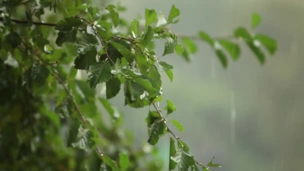 Ramo de árvore molhada e chuva de perto. Árvore verde em fundo turvo de chuva. Água caindo no ramo na floresta durante a chuva. Chuva de outono — Vídeo de Stock