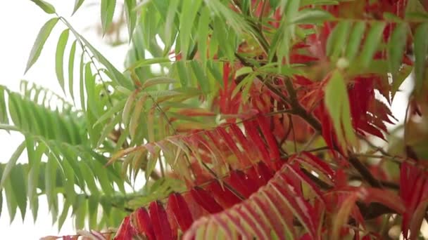 Folhas vermelhas de outono na floresta. Despeje e molhe folhas. Rair em tempo de outono. Movimento lento de gotas de chuva caindo em folhas coloridas de ácer — Vídeo de Stock