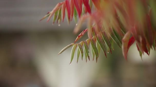 붉은을 단풍 숲에서. 호우 리프 젖은 스 Rair가을 시간에서. 화려한 단풍나무에 떨어지는 빗방울의 슬로우 모션 나뭇잎 — 비디오