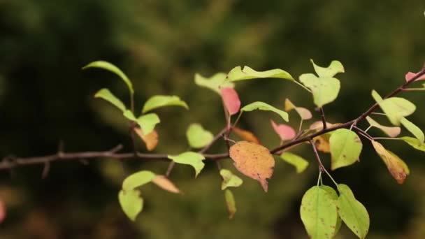 Våta trädgren och skyfall i närbild. Gröna träd i suddig bakgrund av regn. Vatten att lämna på gren i skogen under skyfall. Höstens regn — Stockvideo