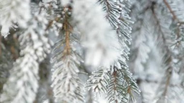 Kış karlı çam ağacı. Noel sahne. Köknar dalı frost harikalar ile kaplı. Dalda kar. Kış ruh. Video
