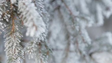 Kış karlı çam ağacı. Noel sahne. Köknar dalı frost harikalar ile kaplı. Dalda kar. Kış ruh. Video