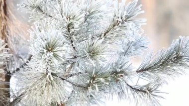 Kış park çam dalında kar altında. Yakın çekim video. Noel ruh. Kış kar park. Her yerde beyaz renkte