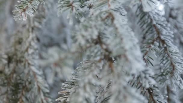 Χειμώνα χιονισμένο πεύκο. Χριστουγεννιάτικη σκηνή. Κλαδί έλατου καλυμμένο με παγωνιά θαυμάτων. Χιόνι στον κλάδο. Διάθεση του χειμώνα. Βίντεο — Αρχείο Βίντεο