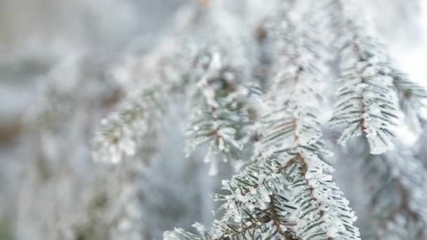 Зимняя снежная сосна. Рождественская сцена Пихта покрыта ледяной страной чудес. Снег на ветке. Зимнее настроение. Видео — стоковое видео