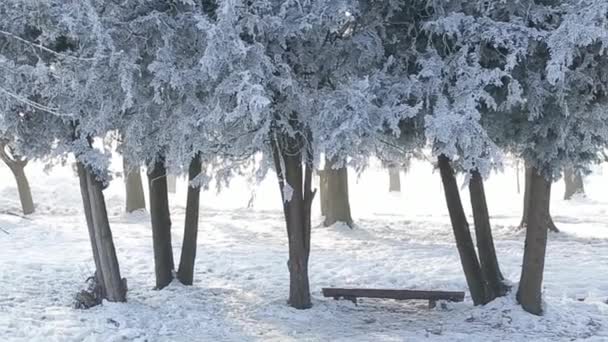 Πανέμορφο Τοπίο Χειμώνα Στο Πάρκο Χειμώνα Χιονισμένο — Αρχείο Βίντεο