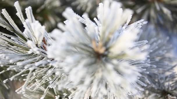 Pine filial i Vinterparken under snön. Närbild video. Julstämning. Vinter snöpark. Överallt i vit färg — Stockvideo