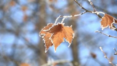 Kar altında turuncu yaprakları ile güzel. İlk kar. Açık mavi renkli