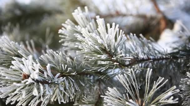 Větev borovice v zimě parku pod sněhem. Detail videa. Vánoční náladu. Zimní snow park. Všude v bílé barvě — Stock video